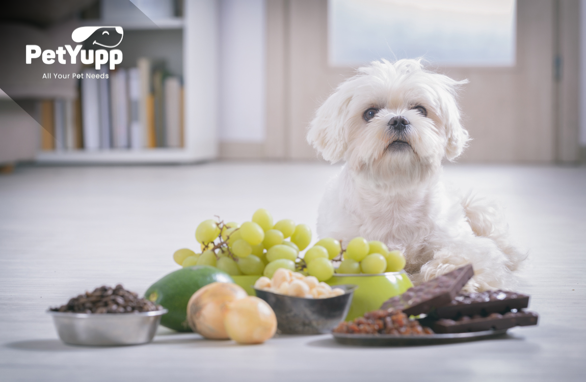 Best Dog Food for Allergies