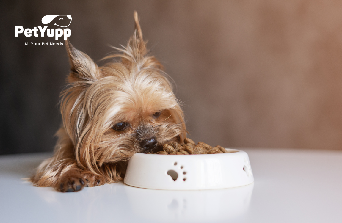 What is the Best Dry Dog Food for Small Dogs