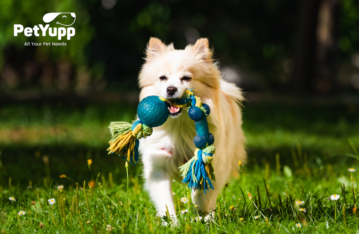 Best Mental Stimulation Toys for Dogs PetYupp