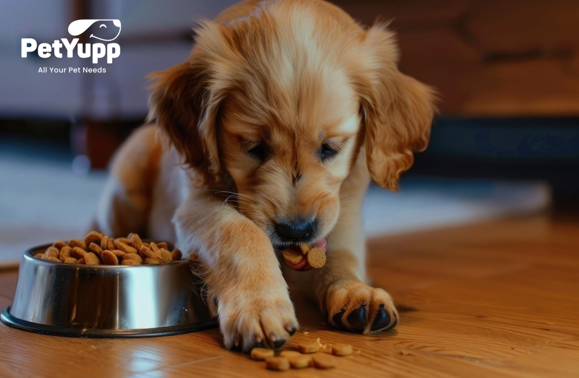 Puppy eating adult dog food online