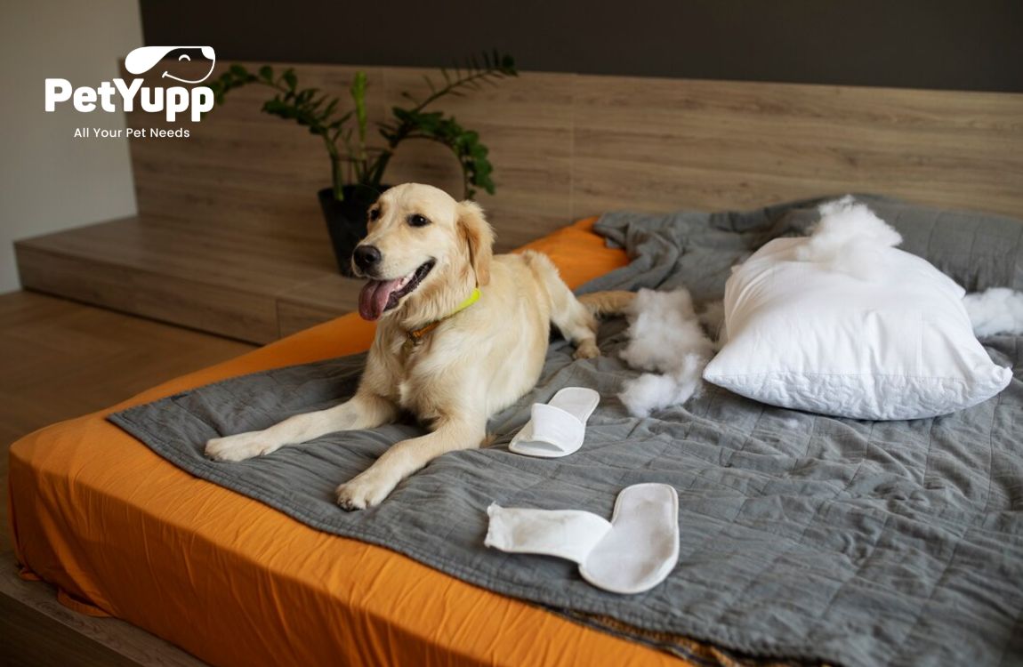 How to Clean a Dog Bed?