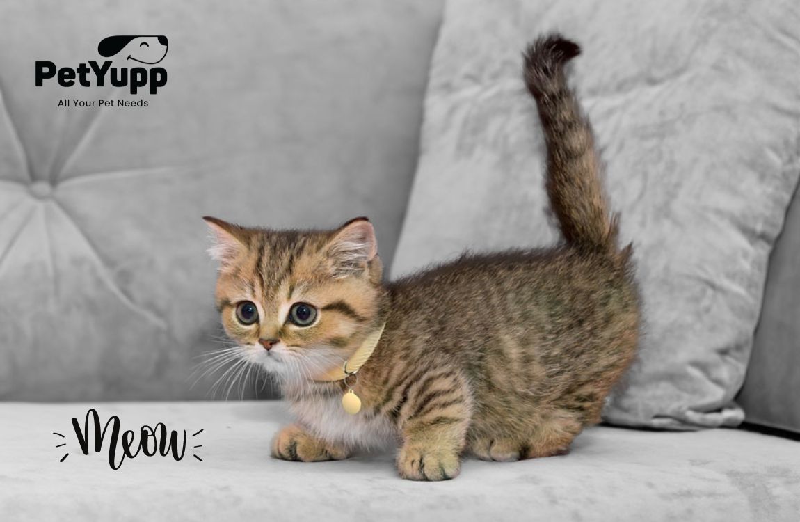 How to Read Cat Body Language?