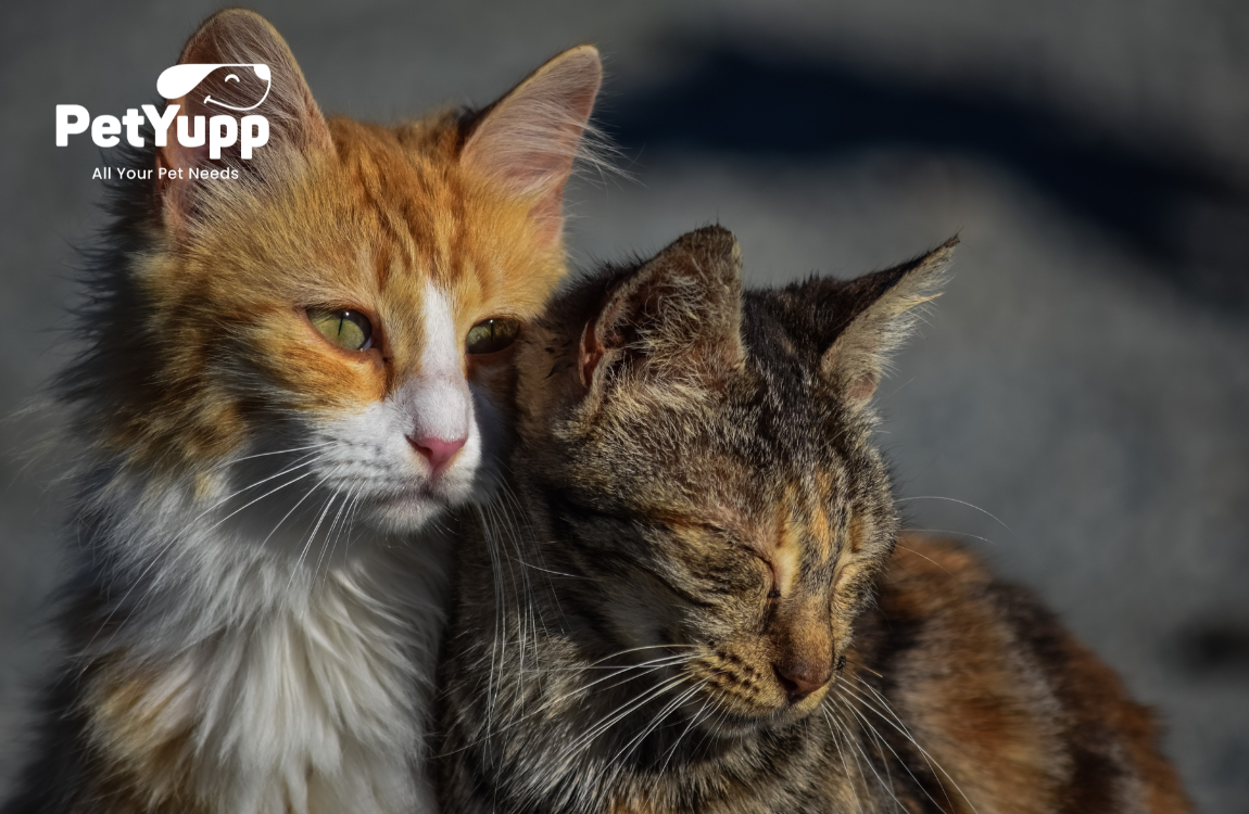 Signs Your Cat Wants Another Cat