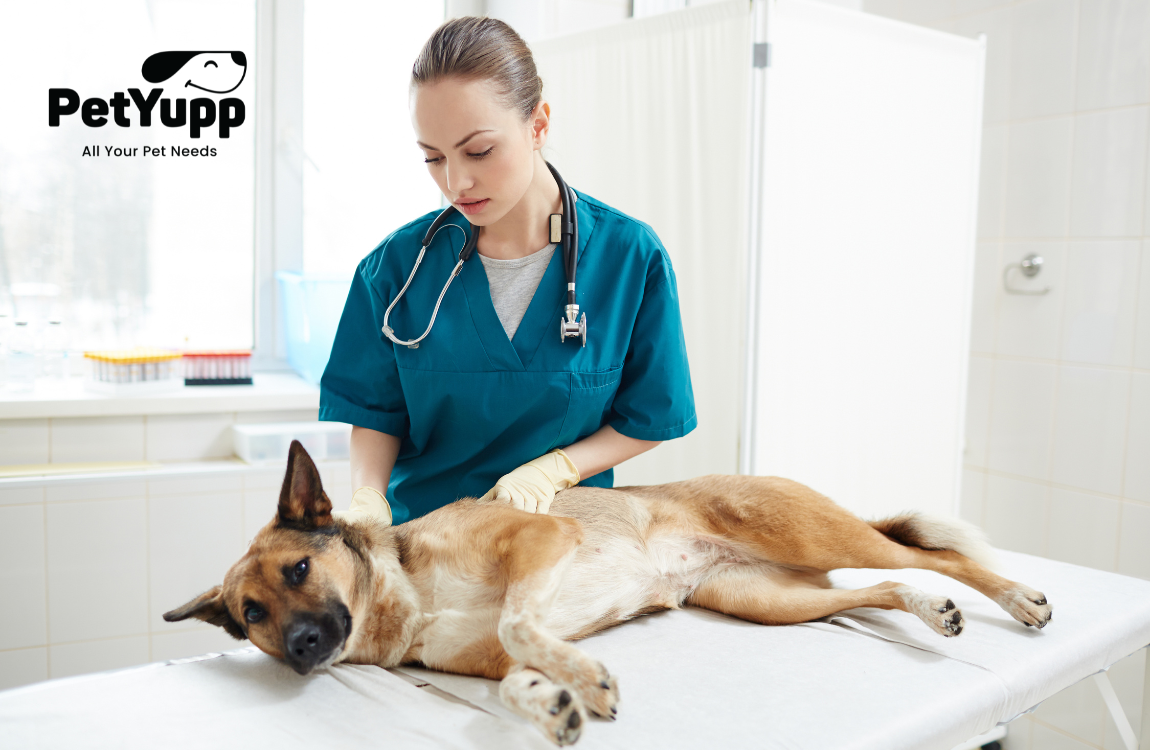 What Health Problems Can Kill Your Dog?
