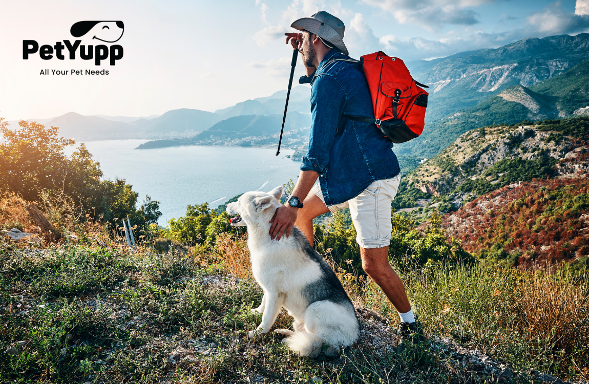 Best Dog-Friendly Hikes