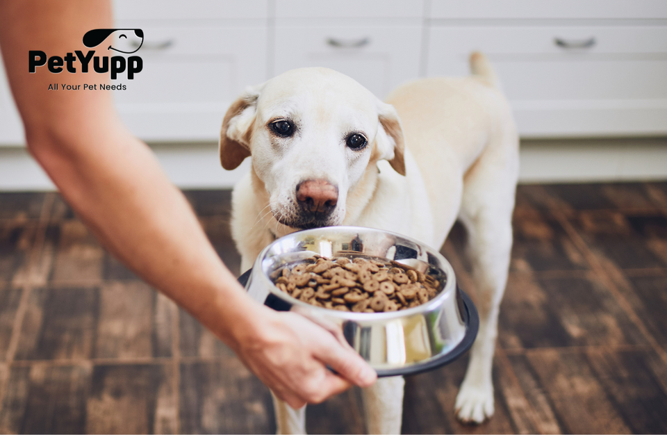 Top 10 Best Dog Food For Weight Gain