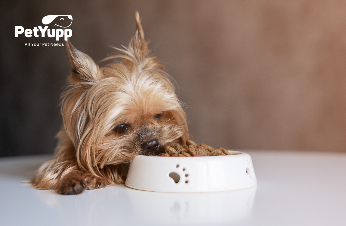 Best Dry Dog Food for Small Dogs