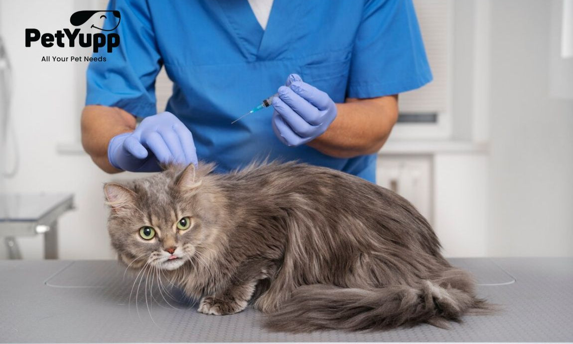 Best Flea Medicines for Cats Without Vet Prescription
