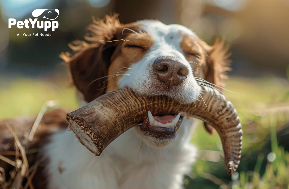 Best Natural Dog Chews