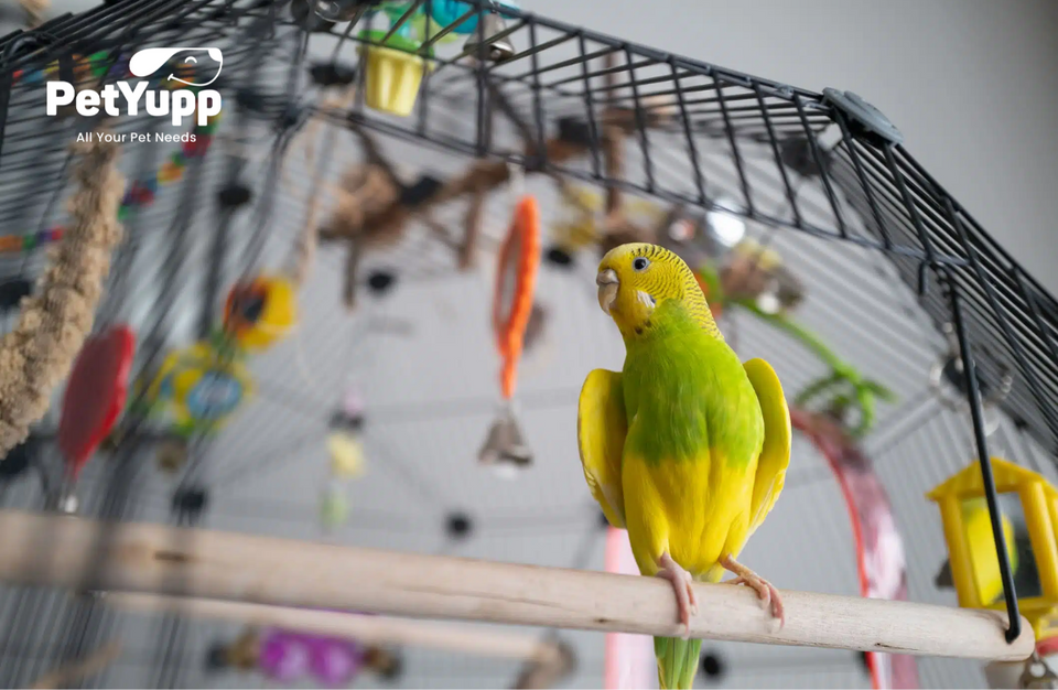 What is the Best Plants for a Bird’s Cage?