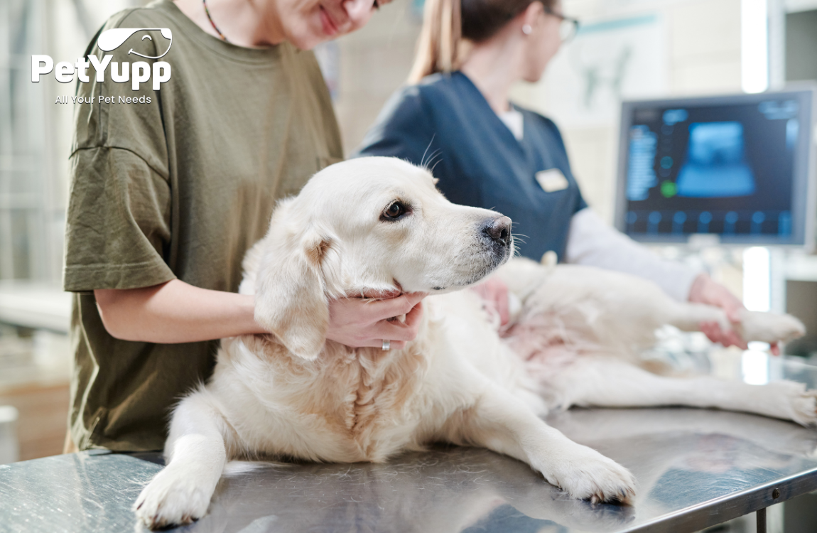 Can Lyme Disease Be Cured in Dogs?