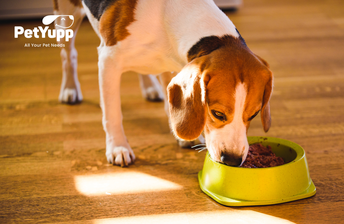 How Many Calories Does a Dog Need In a Day?