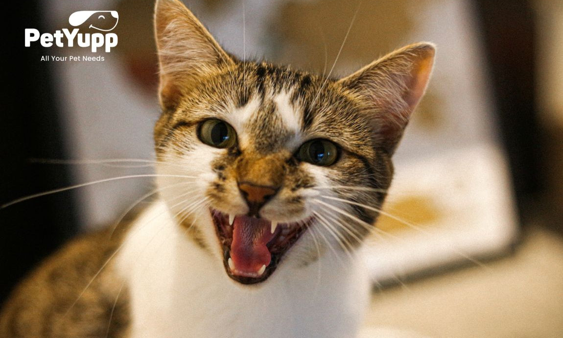 How Many Teeth Do Cats Have?
