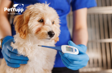 How to Check Your Dog’s Body Temperature?
