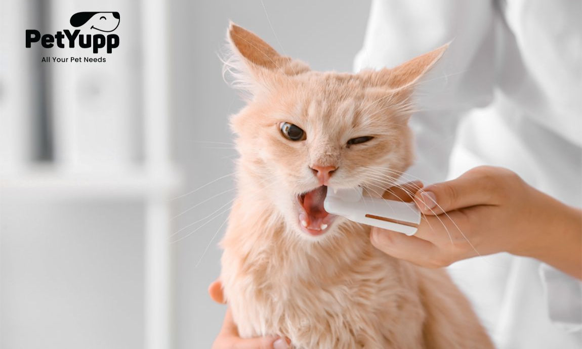 How to Clean Cats Teeth Without Brushing