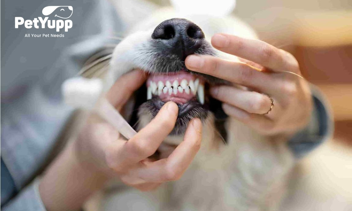 How to Identify Dog Dental Health Problems