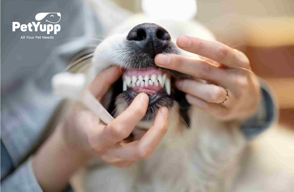 How to Identify Dog Dental Health Problems
