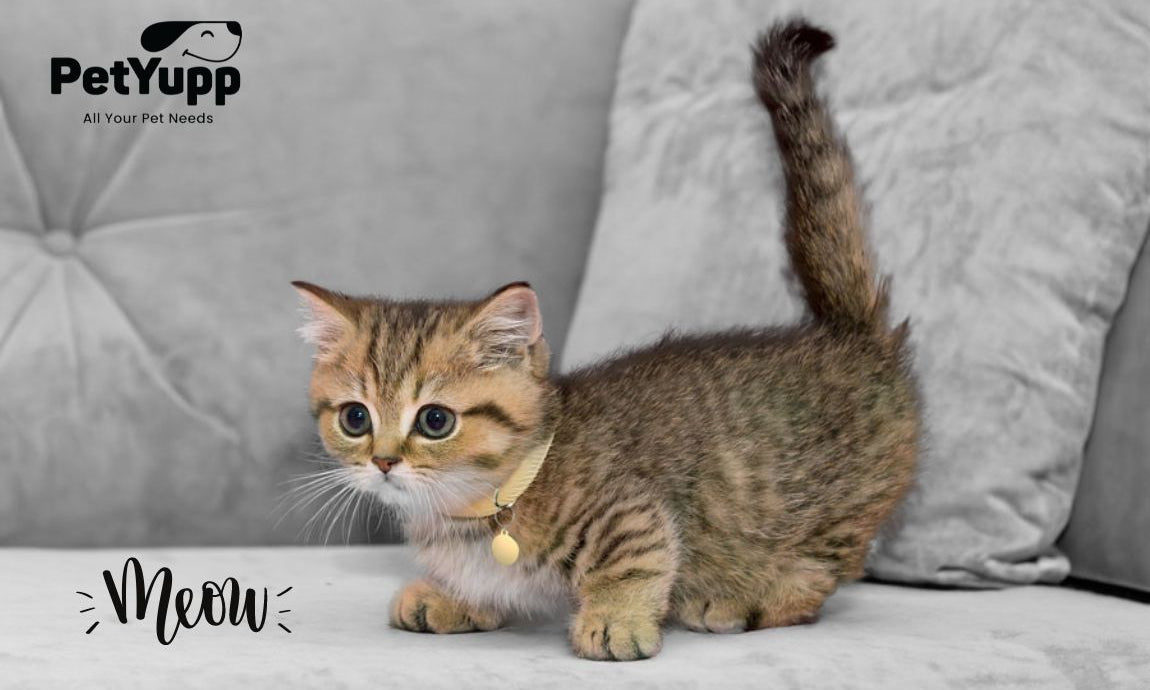 How to Read Cat Body Language?
