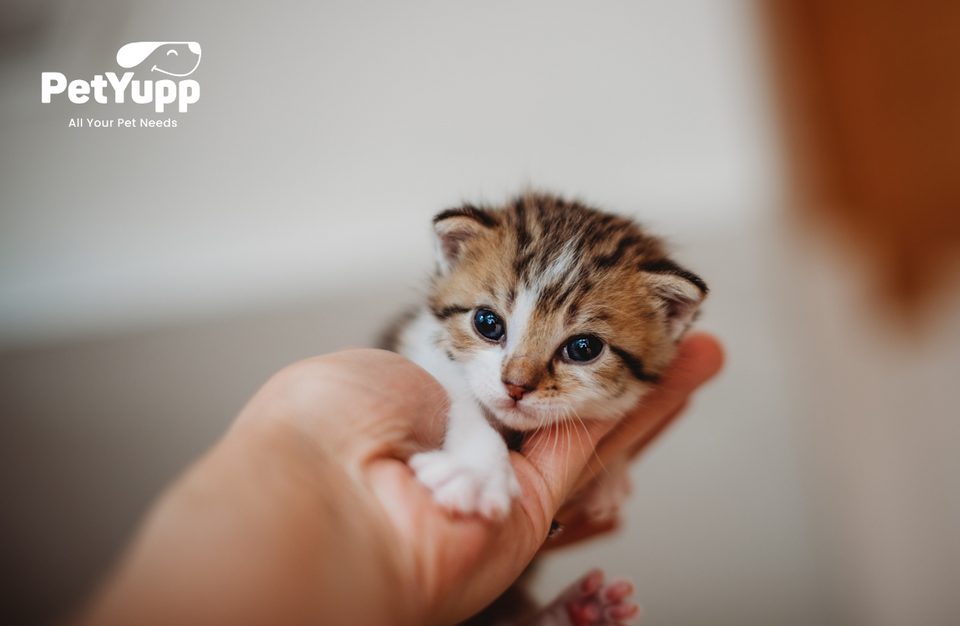 How to Take Care of a Newborn Kitten Without a Mother