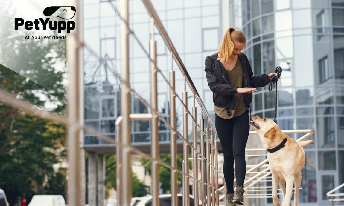 How to Train a Dog Not to Run Away
