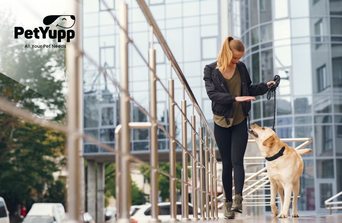 How to Train a Dog Not to Run Away
