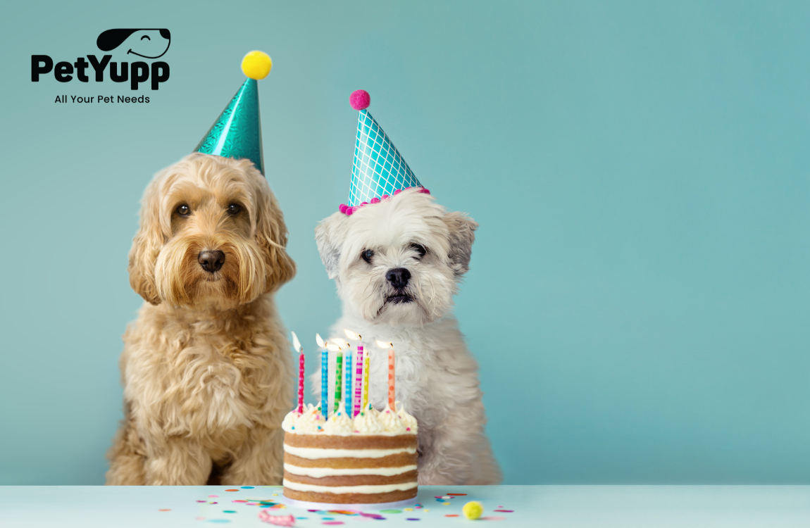 Ideas to Celebrate Your Dog’s Birthday