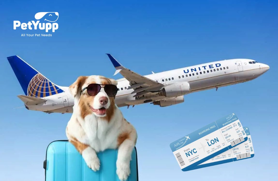  Pet-Friendly Airlines