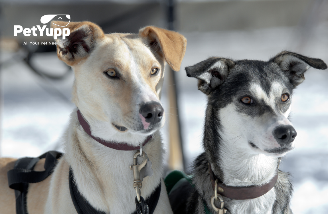 Pros and Cons of Getting a Second Dog