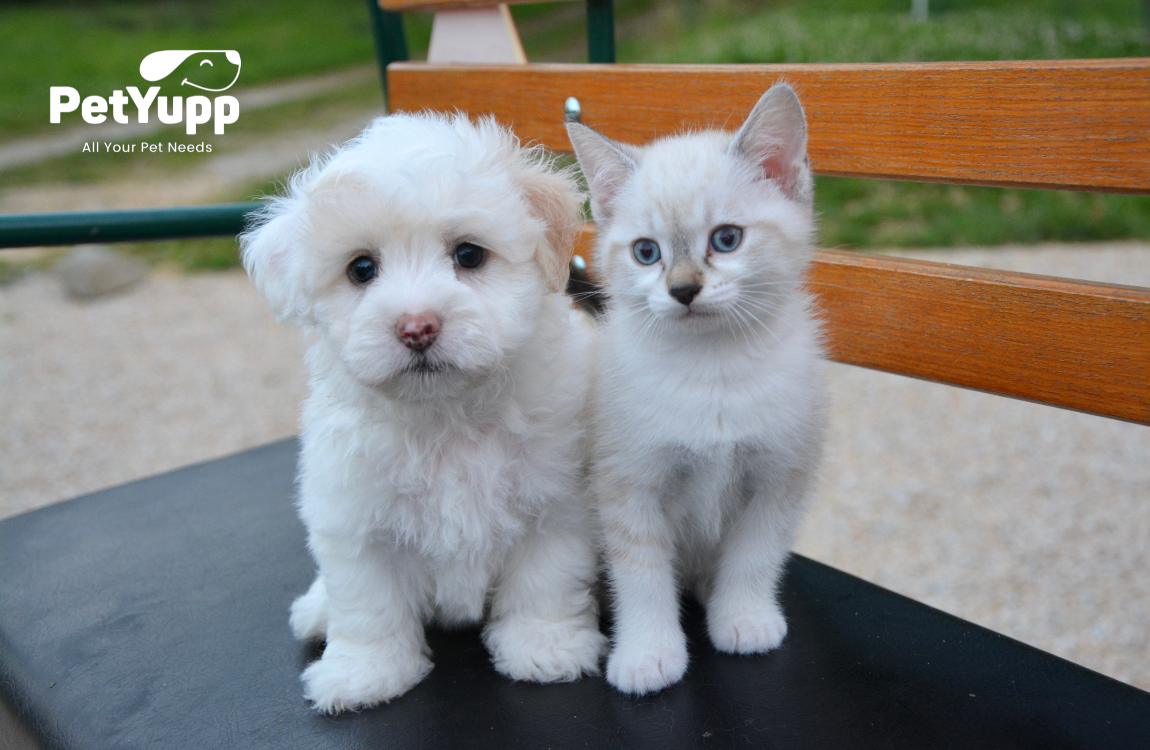 Raising A Puppy and Kitten Together