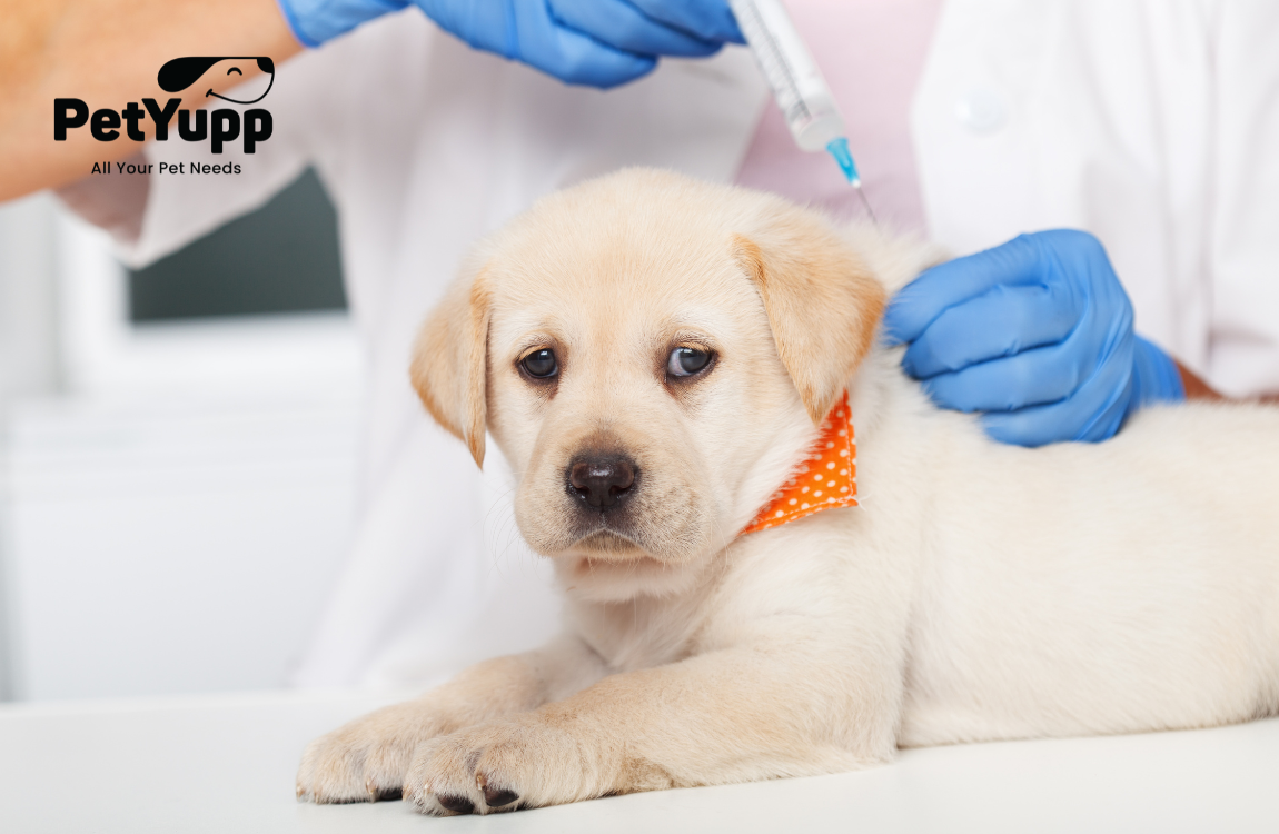 Should I Get My Dog Vaccinated?