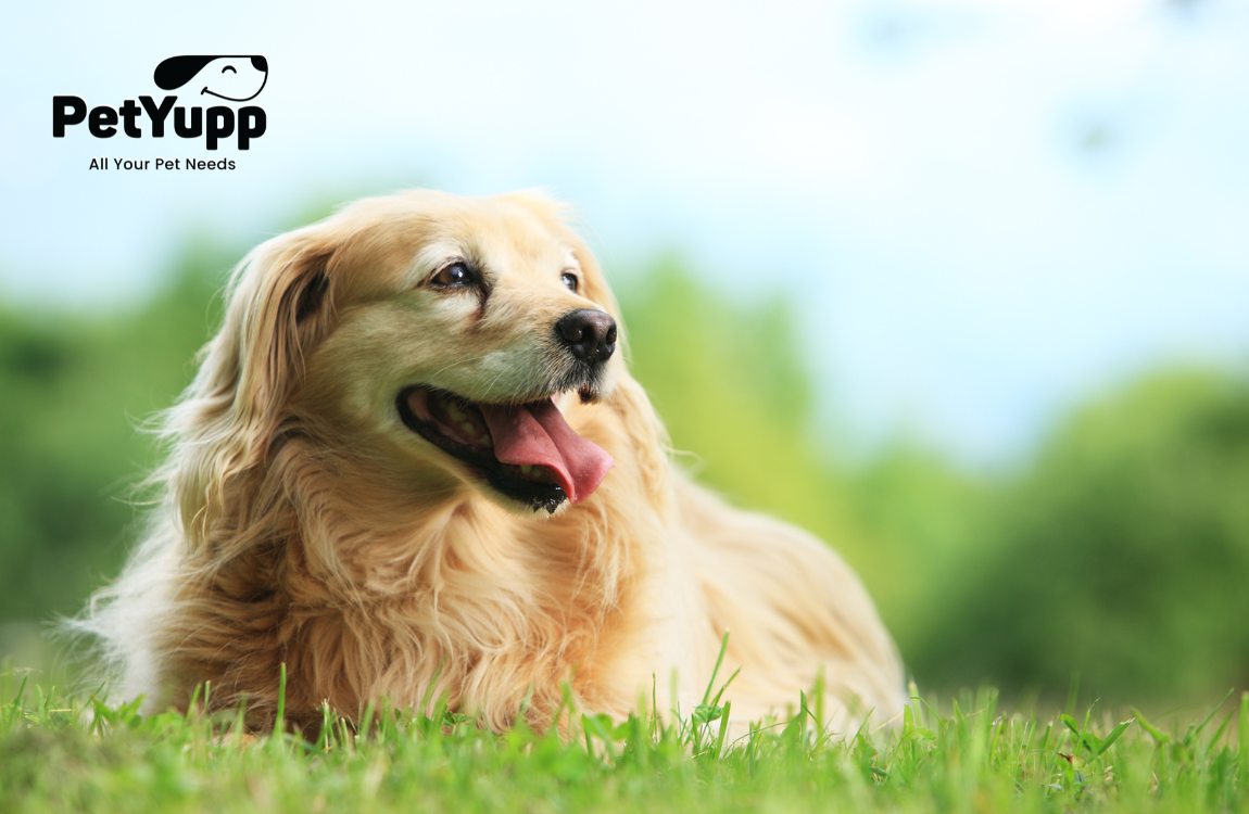 What Does Ringworm Look Like On a Dog