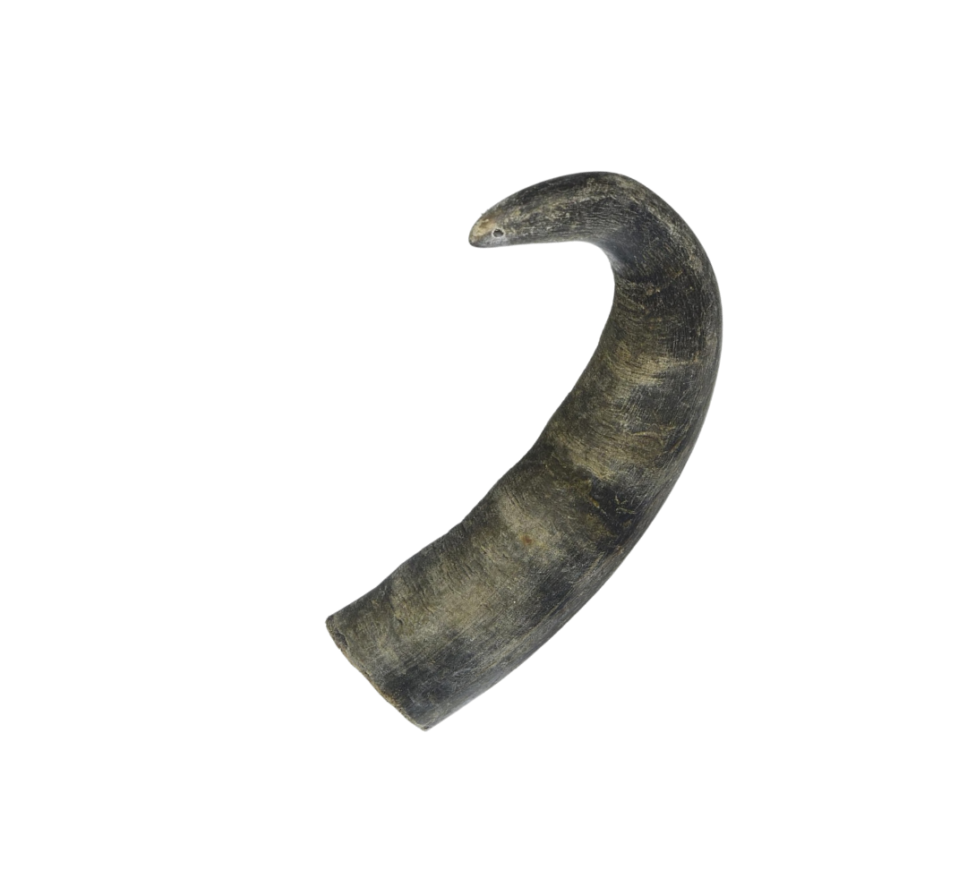 Premium Free Range & Grass Fed Buffalo Horns