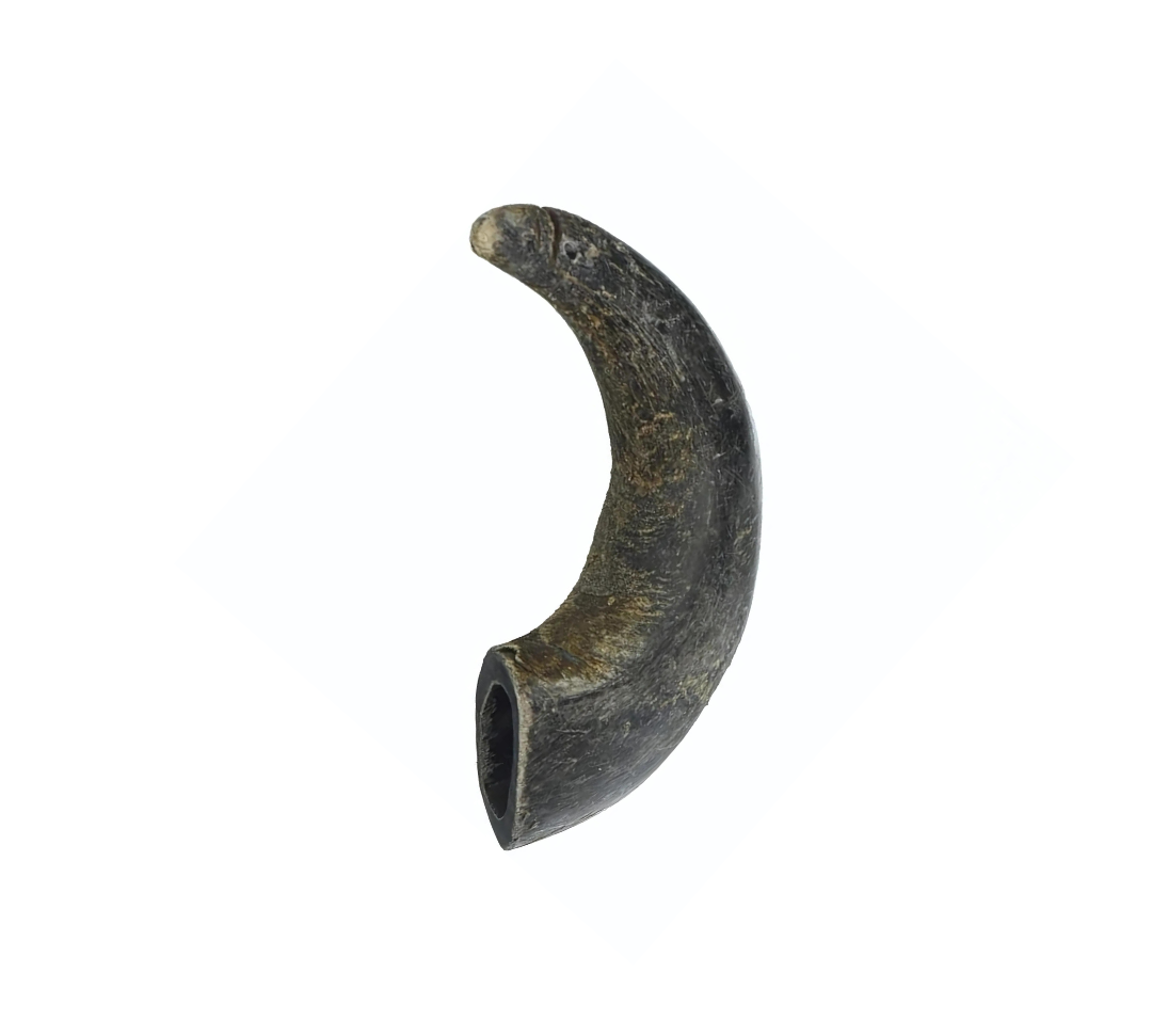 Premium Free Range & Grass Fed Buffalo Horns